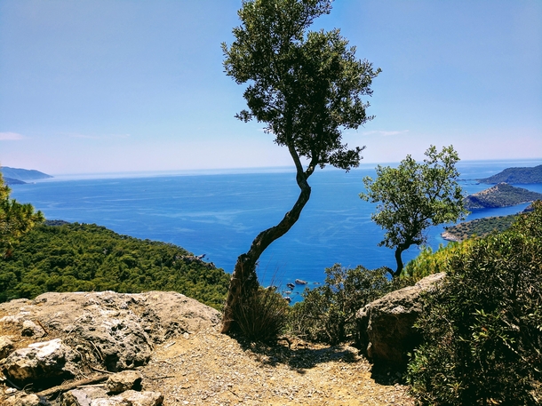 A tree I found while walking The Lycian Way Mula Province Turkey  x