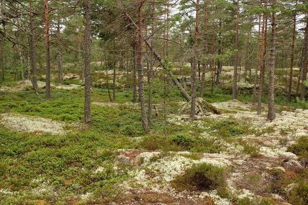 A typical green and white Swedish forest 