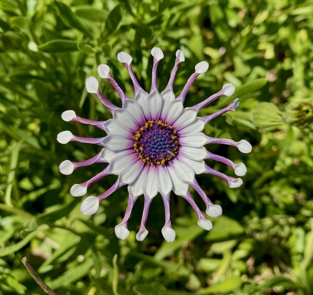 A unique variety of African Daisy Osteospermum ecklonis Look at those petals