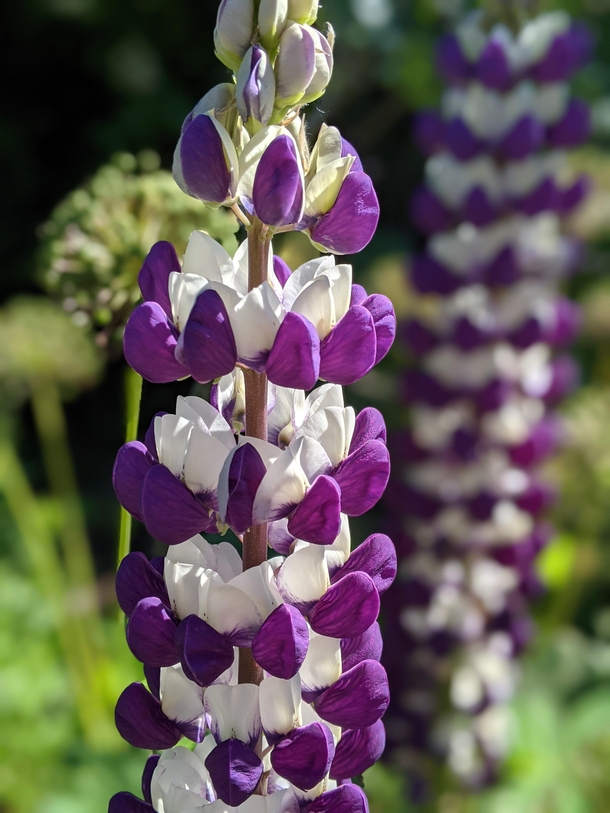 A very nice lupine in Vancouver 