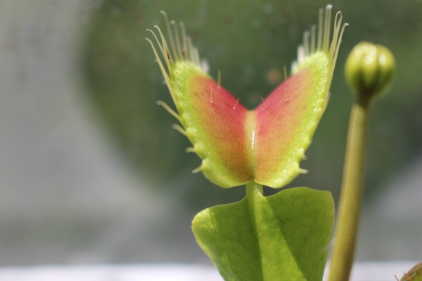 A very regal looking Dionaea Muscipula Venus Fly Trap 