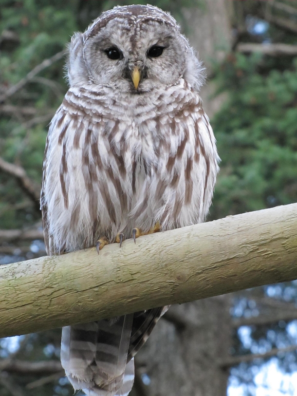 A visitor at my parents house this weekend- Barred Owl 