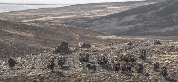 A whole buncha muskoxen in Greenland 
