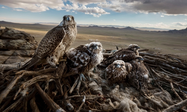 A wild saker falcon mother and her chicks high over the steppe of Central Mongolia