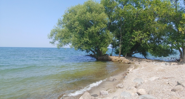 A Willow grows from the rocky outcrop Hamlin Beach State ParkLake Ontario Hamlin NY x