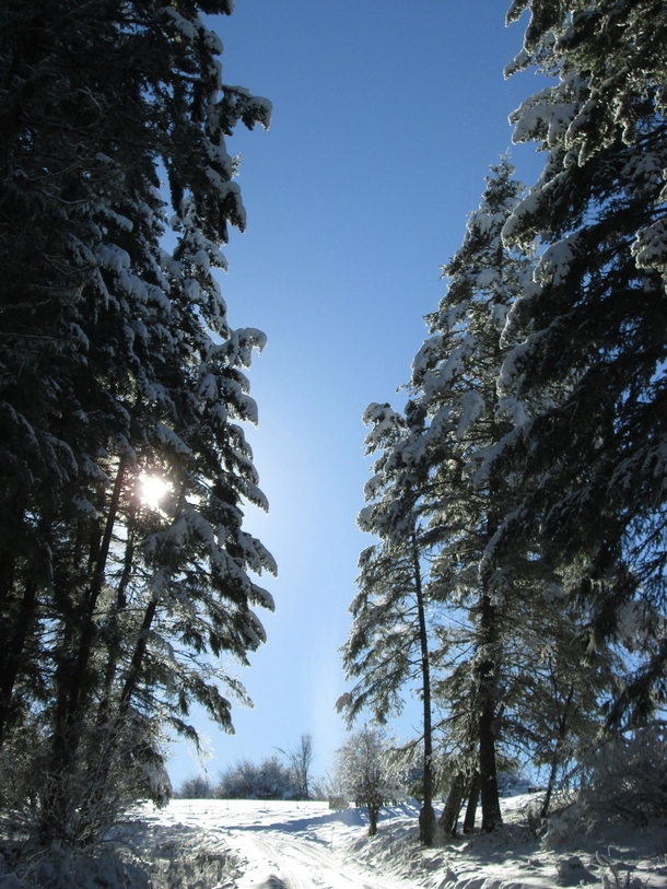 A Winter Driveway in Idaho 