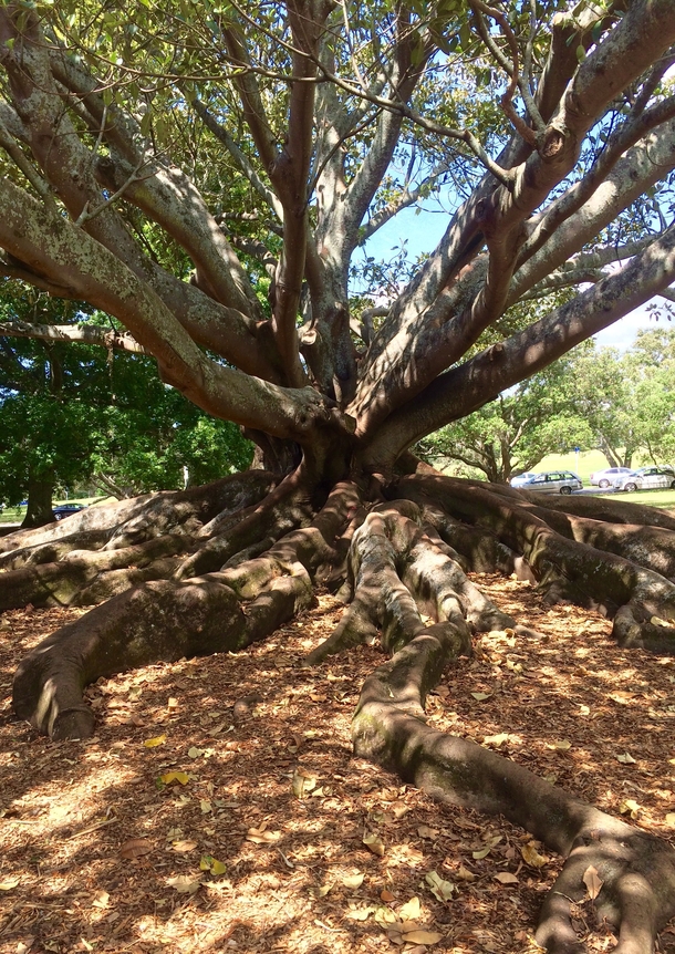 A wise old tree where the roots mirror the branches Auckland New Zealand x