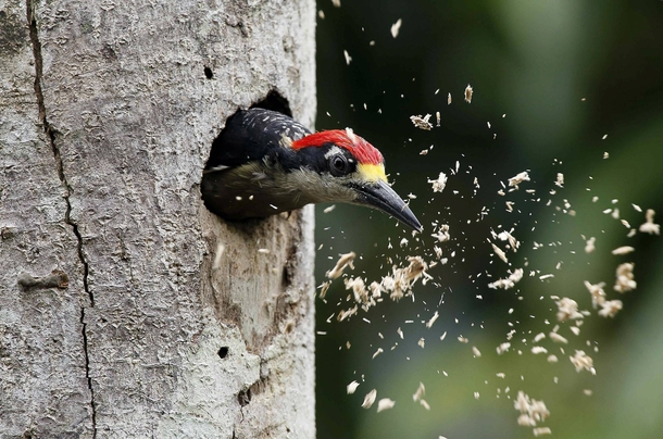 A woodpecker in Limon Costa Rica 
