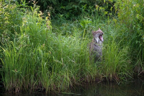 A yawning Canada lynx lynx canadensis in tall marsh grass at the edge of pond Photo by Stephen J Krasemann  x-post rLynxes