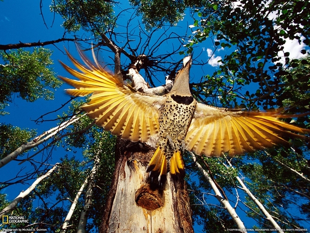 A Yellow-Shafted Flicker 