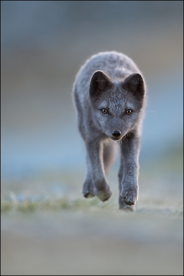 A young Arctic Fox by Georg Scharf 