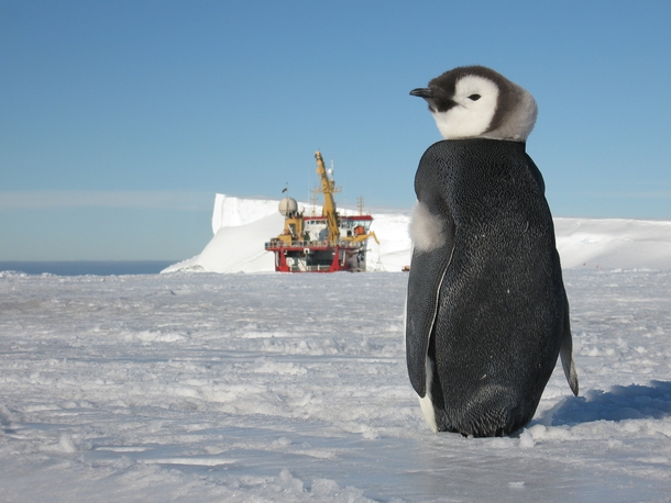 A young penguin watches the action at Halley Antarctic Research Station 