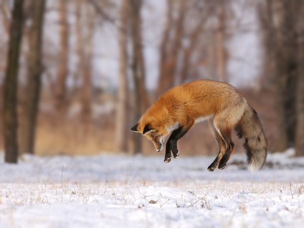 A young red fox learning to hunt Denis Dumoulin 