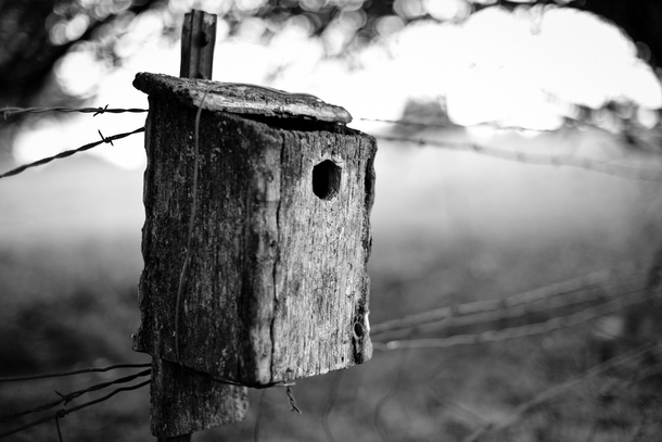 Abandoned birdhouse I found near an orchard in BeltonMO 