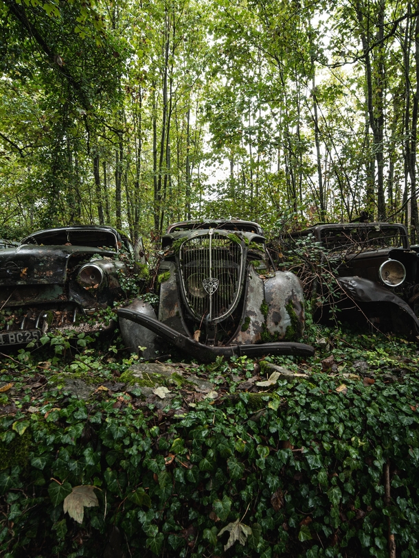 Abandoned classic cars overgrown with plants in France 