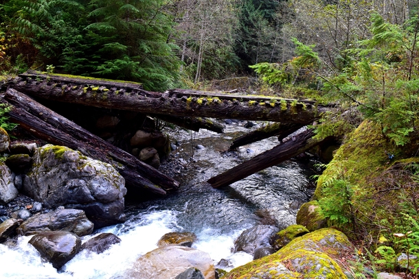 Abandoned logging road bridge 