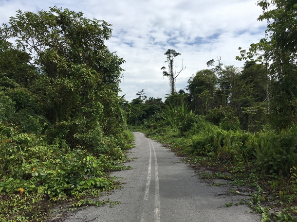 Abandoned road eaten by the weeds  Mulu Sarawak Malaysia 