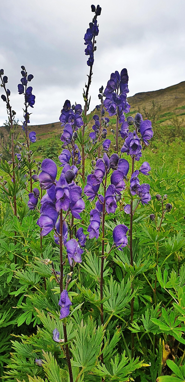 Aconitum also known as aconite monkshood wolfs-bane leopards bane mousebane womens bane devils helmet queen of poisons or blue rocket is a genus of over  species of flowering plants belonging to the family Ranunculaceae
