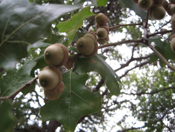 Acorns in tree 