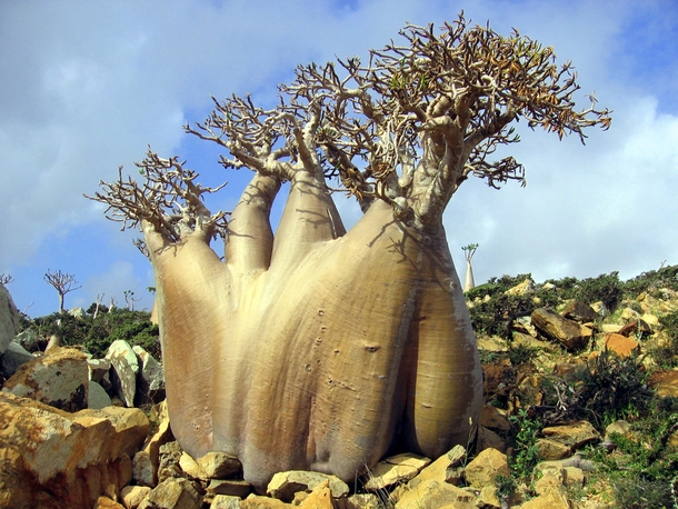 Adenium socotranum Desert Rose from Socotra Island Yemen