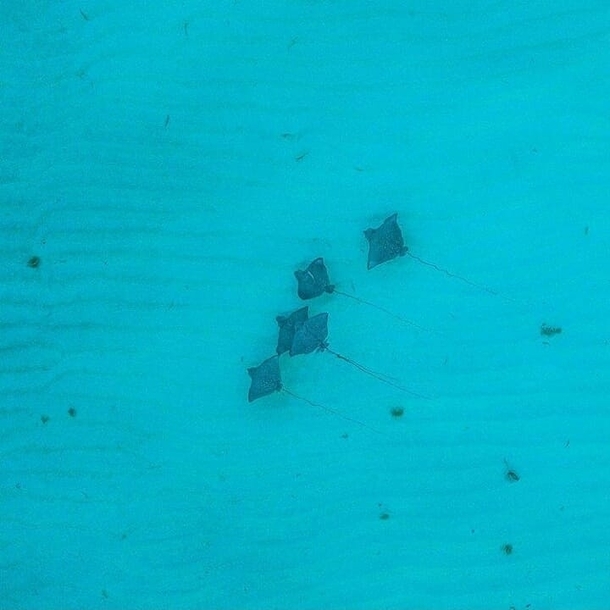 Aerial shot of stingrays in the bay of Silhouette Island in the Seychelles 
