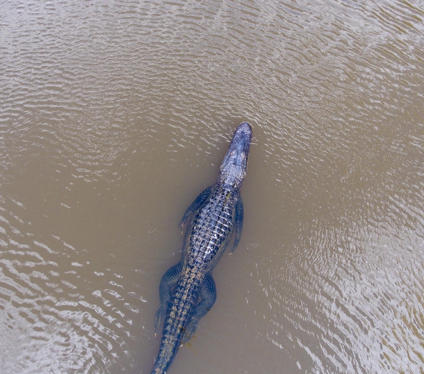 Aerial view of an American Alligator Daphne AL  OC