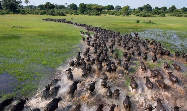 African Buffaloes Migrating Breathtaking 