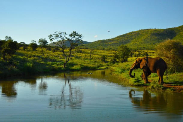 African Elephant Pilanesberg National Park South Africa  OC