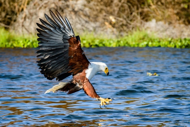 African Fish Eagle Haliaeetus vocifer going in for a catch 
