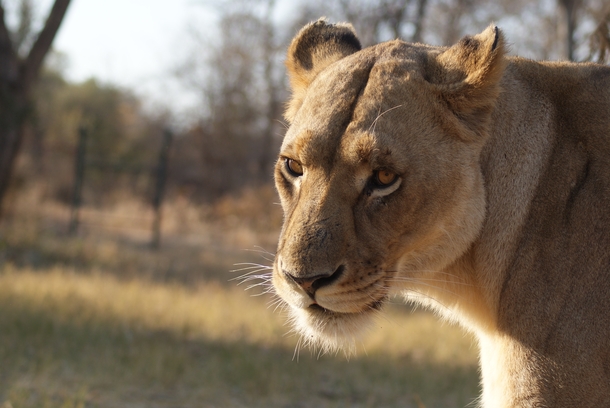 African Lioness Panthera Leo at Mosi-Oa-Tunya National Park Zambia 