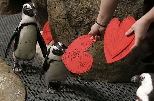 African penguins receive valentines from biologist Crystal Crimbchin at The California Academy of Sciences African penguin exhibit in San Francisco on February   The valentines will be used as nesting material 