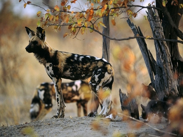 African Wild Dog Lycaon Pictus by Chris Johns