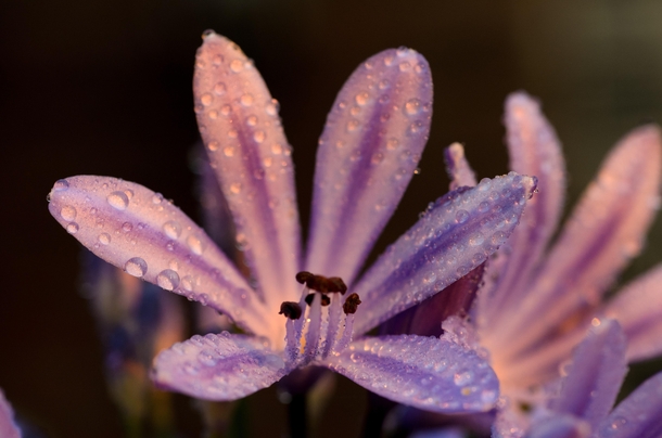 Agapanthus Lily of the Nile in sunset light 
