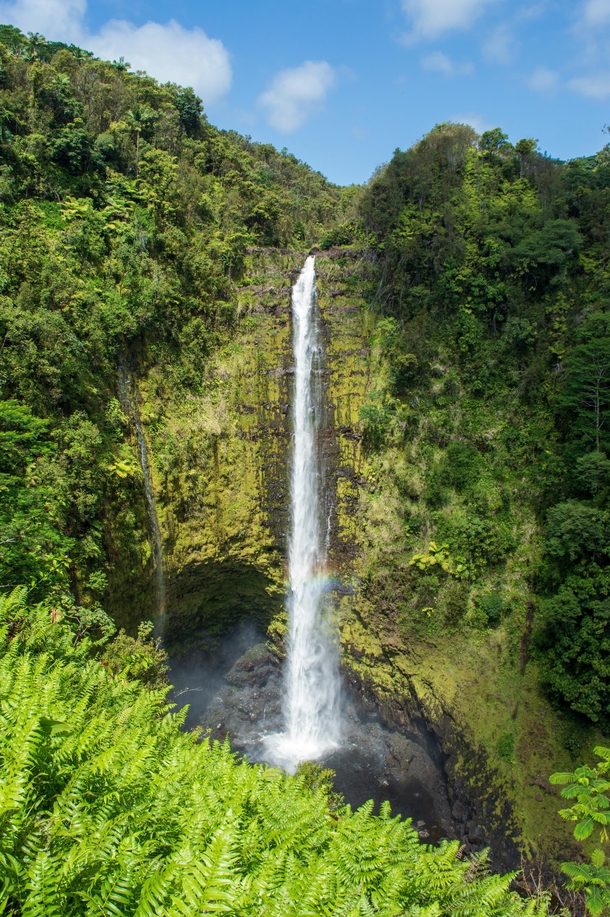Akaka Falls meets a bunch of ferns Big Island Hawaii 