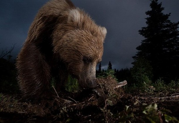 Alaskan brown bear digging  