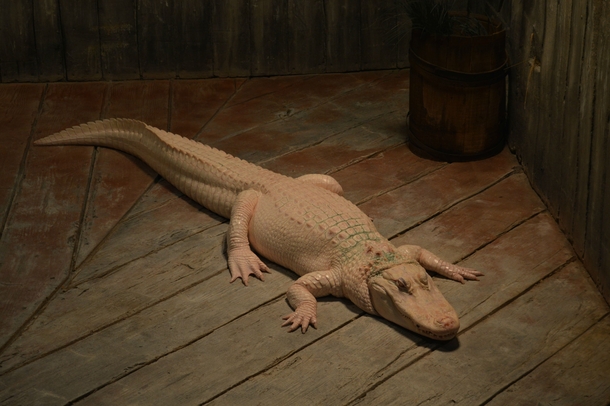 Albino alligator on a dock 