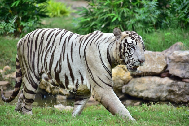 Albino Tiger Photo credit to Parinay Clickers