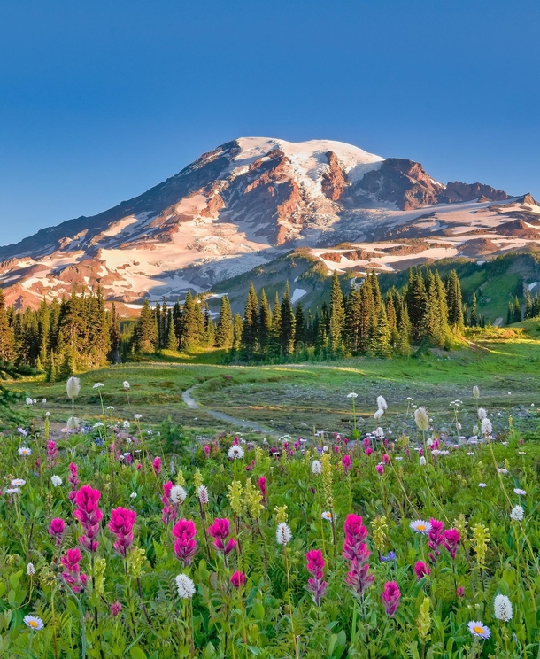 All this winter snow will turn into summer flowers coating Mt Rainier 