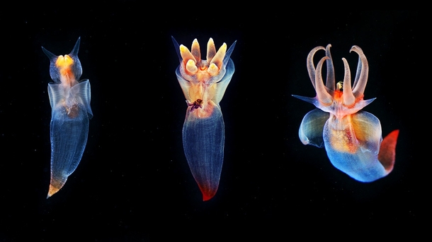all three are the same specie sea angel Clion limacina 