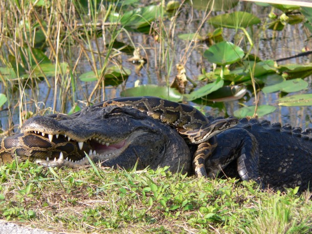 Alligator and Burmese python Everglades National Park 
