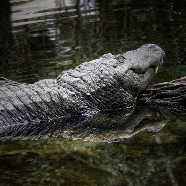 Alligator in Central Florida 