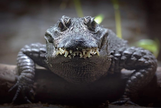Alligator smiling for the camera