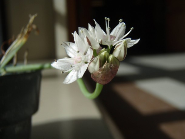 Allium haematochiton Redskin Onion 