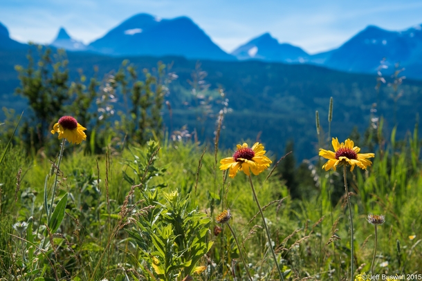 Alpine flowers grow on the border of Glacier National Park and Waterton Lakes National Park 