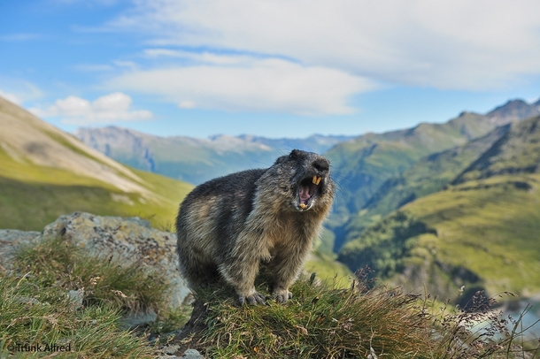 Alpine Marmot Marmota marmota   Trunk Alfred