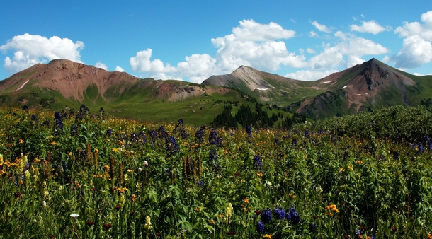 Alpine meadow in Colorado 
