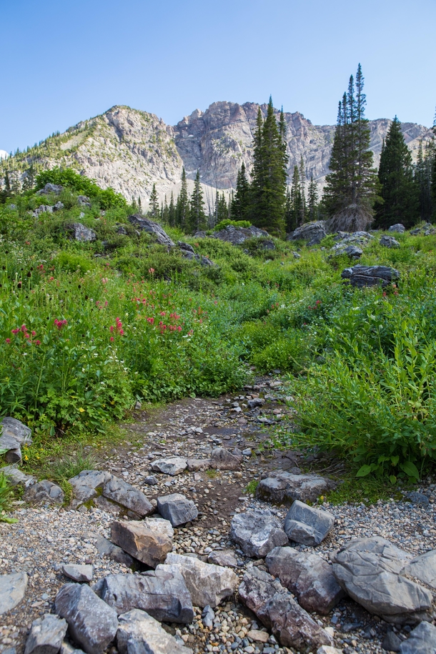Alta Utah as the wildflowers began to bloom last year This is my happy place any time of the year 