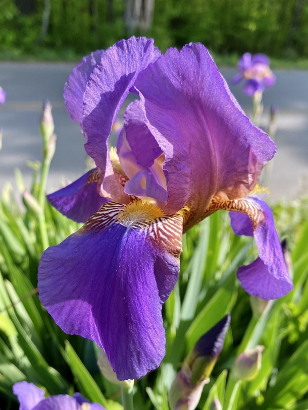 Amazing Irises growing wild in our backyard