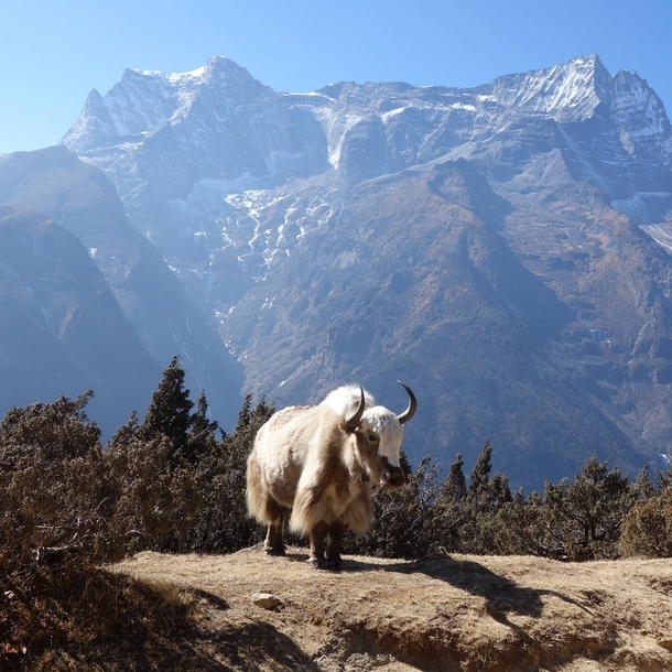 Amazing looking yak in mountains of Nepal