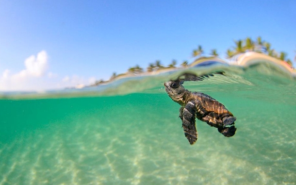 Amazing picture of a baby sea turtle off the coast of Bora Bora 